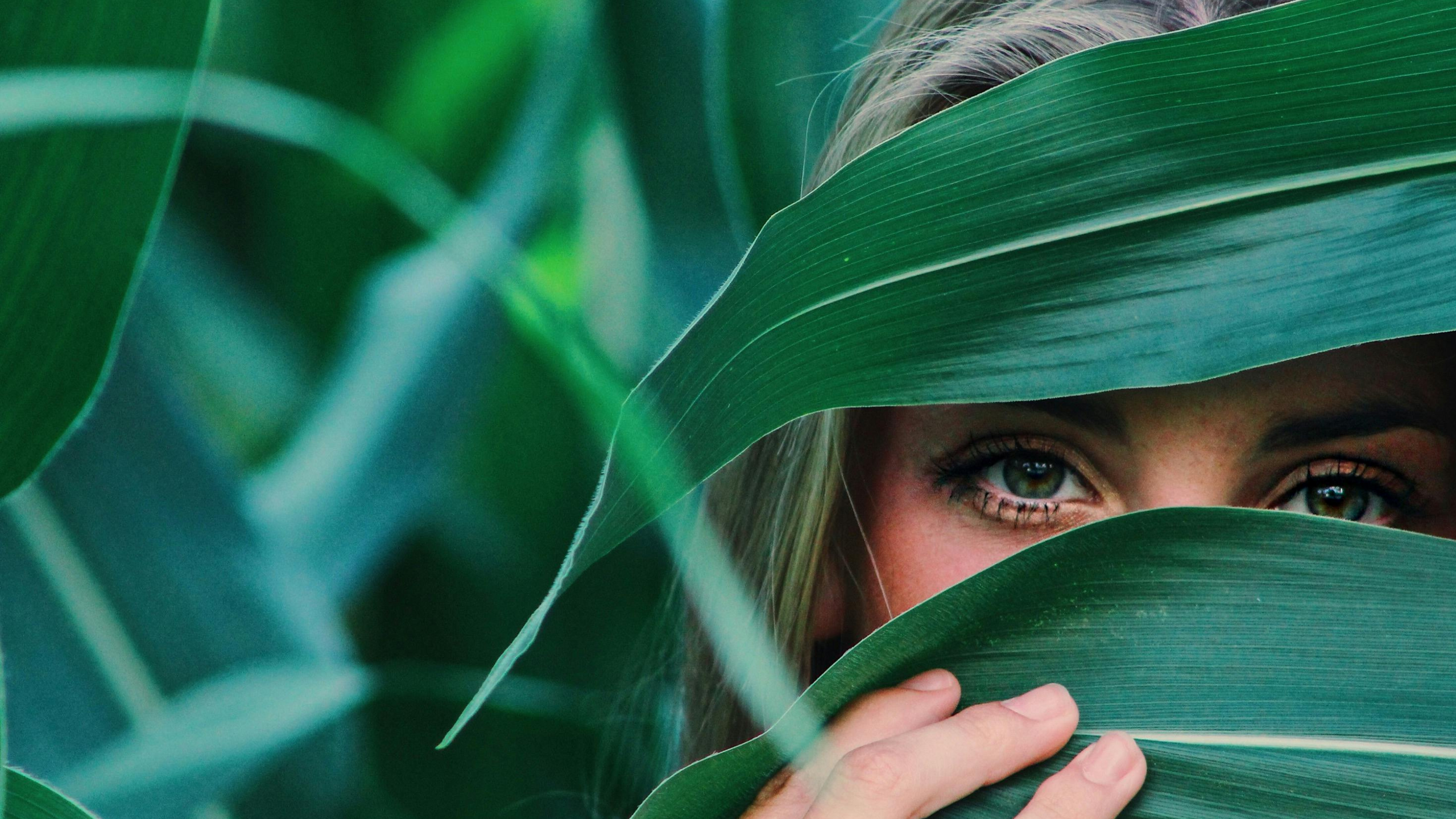 Collection promotion image