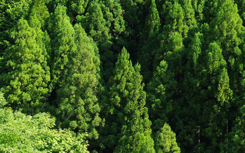 Collection promotion image